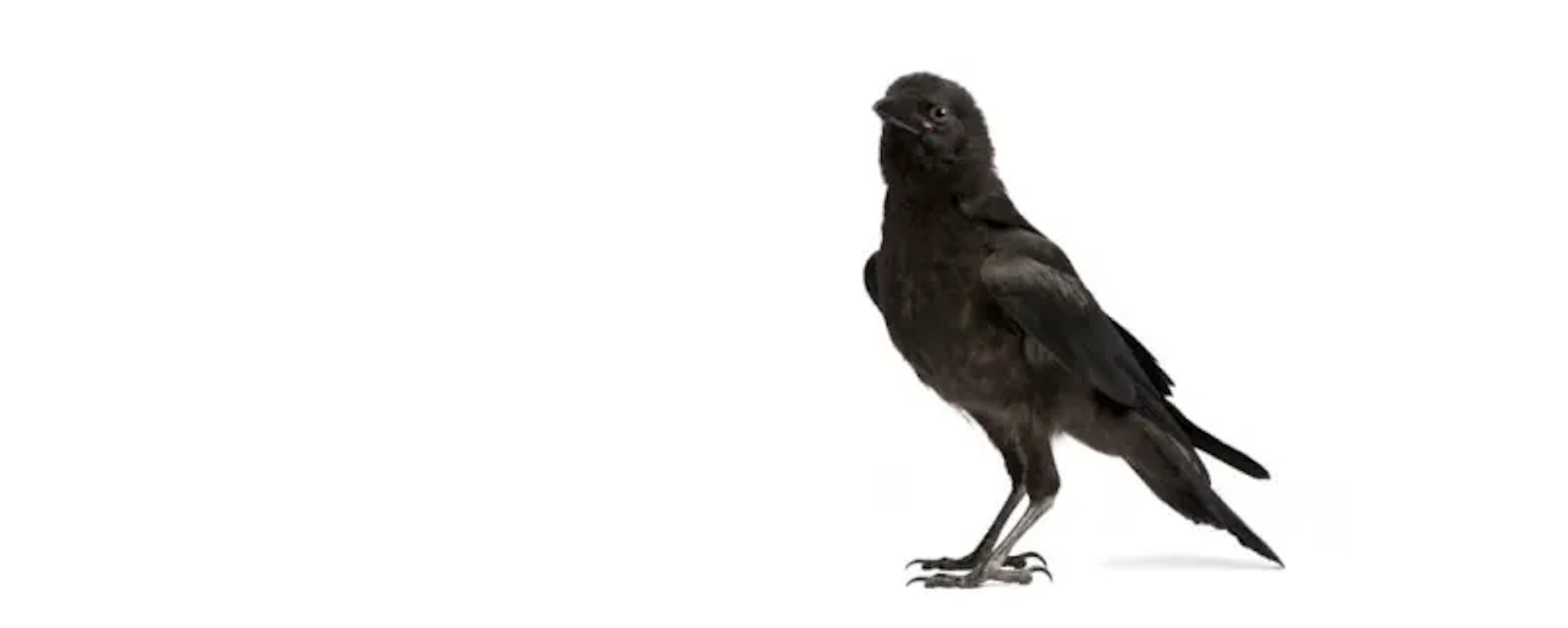 As the Crow Flies — What Does It Mean?